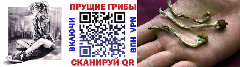 Галлюциногенные грибы мухоморы  Салаир 